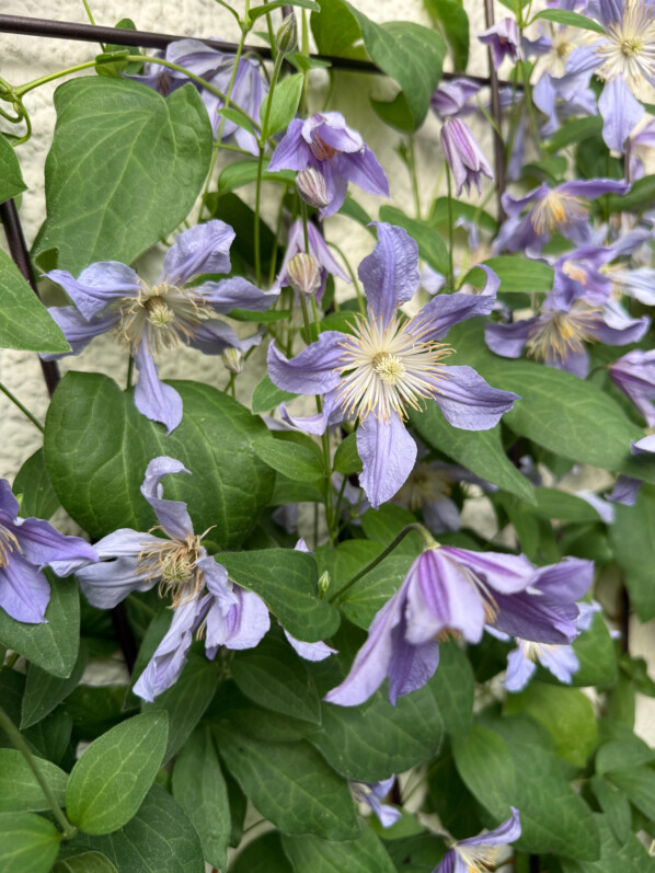 Clématite 'Blue River' au printemps sur mon balcon parisien, Paris 19e (75)