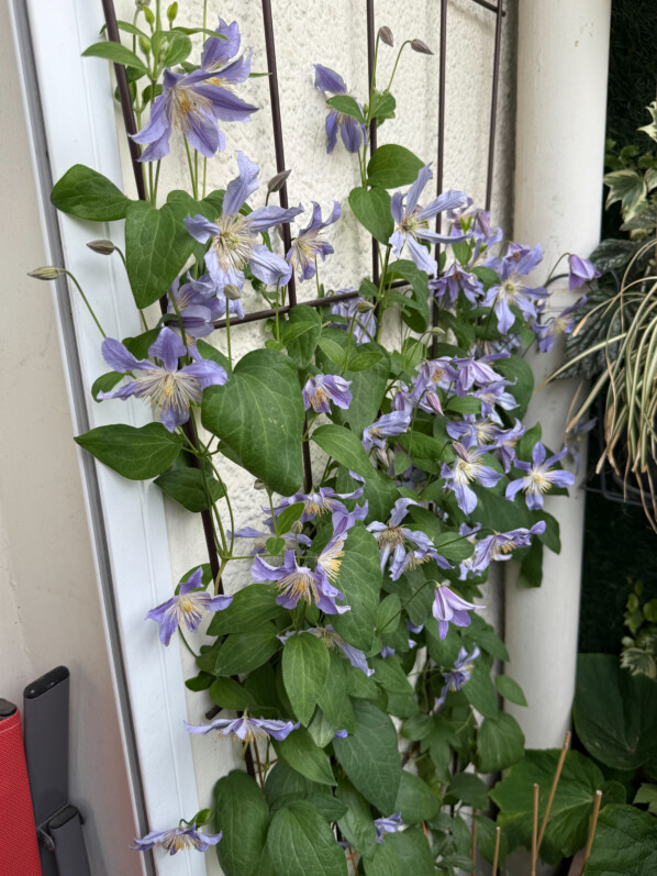 Clématite 'Blue River' au printemps sur mon balcon parisien, Paris 19e (75)