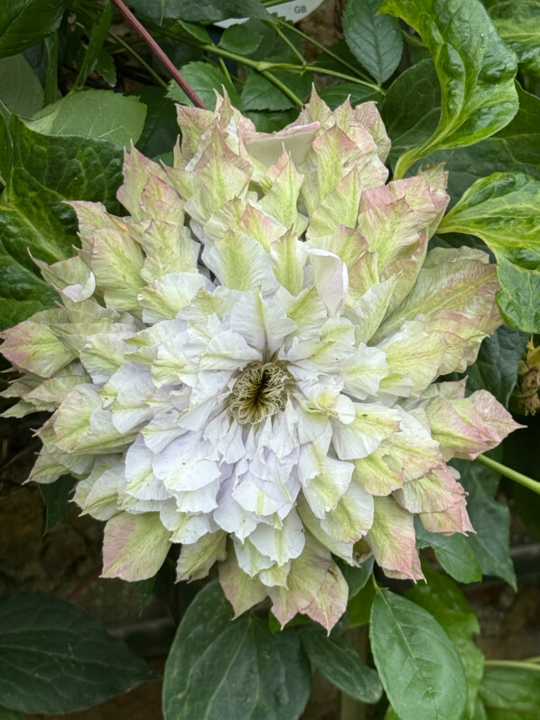 La fleurs XXL d’une clématite découverte dans le Parc de Bagatelle