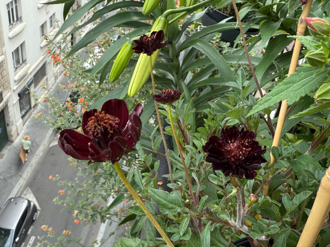 Cosmos atrosanguineus ‘Eclipse’ en été sur mon balcon parisien, Paris 19e (75)