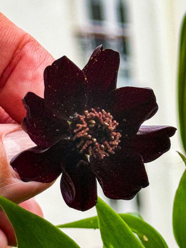 Lire la suite à propos de l’article Premières fleurs du Cosmos atrosanguineus ‘Eclipse’