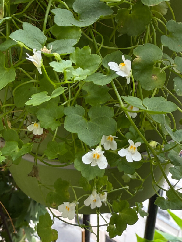 Cymbalaria muralis 'Alba' au printemps sur mon balcon parisien, Paris 19e (75)