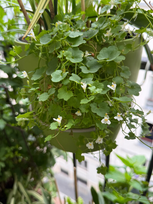 Cymbalaria muralis 'Alba' au printemps sur mon balcon parisien, Paris 19e (75)