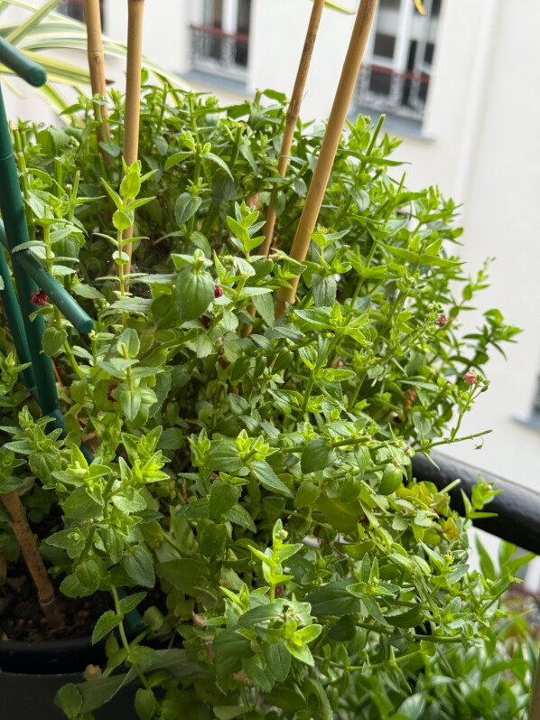 Taille sévère de mon diascia défleuri