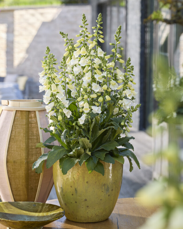 Digitalis purpurea Hanabee F1 White remporte le prix FleuroStar 2025-26