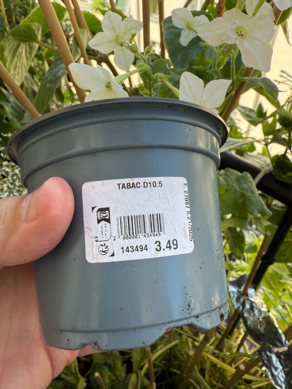 En jardinerie, des étiquettes sur les jeunes plants avec des informations insuffisantes