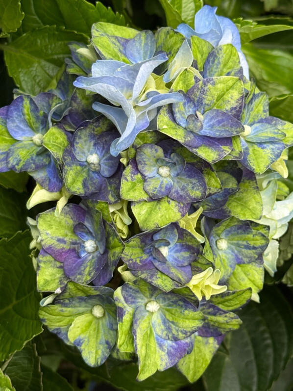 Les surprenantes teintes de l’hortensia (Hydrangea macrophylla) ‘Lady Mata Hari Blue’