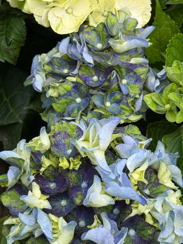 Hydrangea macrophylla 'Lady Mata Hari Blue', Jardinerie Truffaut, Ivry-sur-Seine (94)