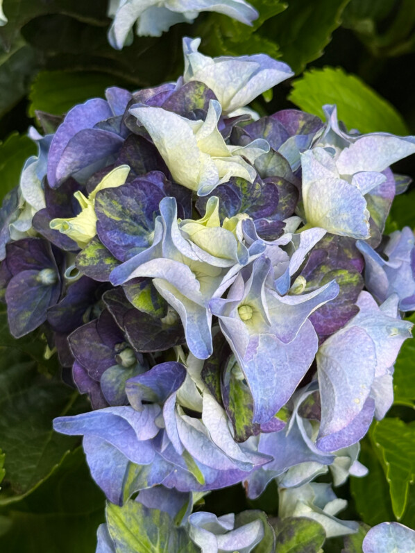 Hydrangea macrophylla 'Lady Mata Hari Blue', Jardinerie Truffaut, Ivry-sur-Seine (94)