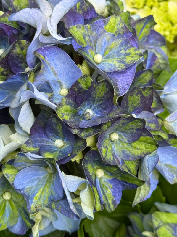 Hydrangea macrophylla 'Lady Mata Hari Blue', Jardinerie Truffaut, Ivry-sur-Seine (94)