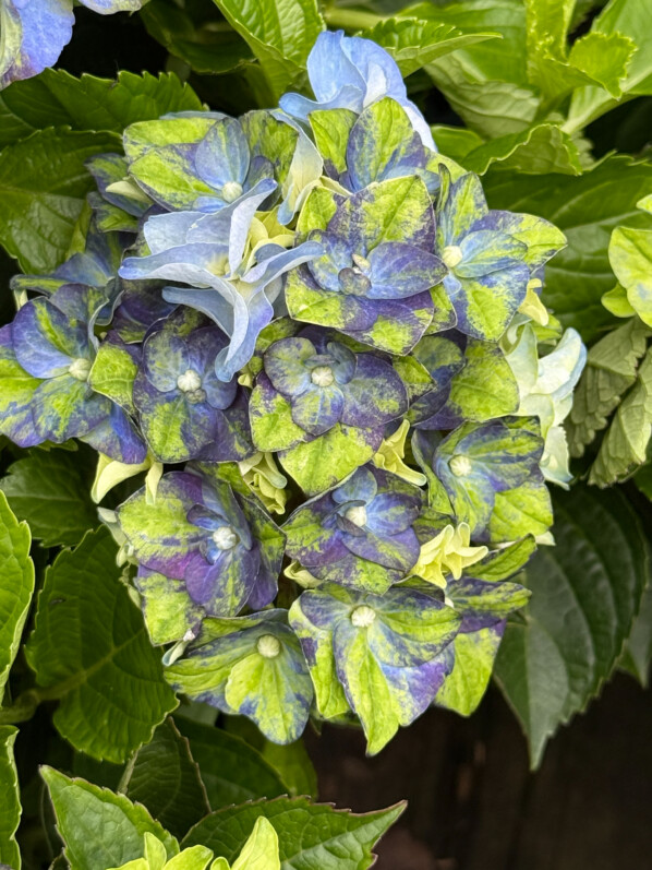 Hydrangea macrophylla 'Lady Mata Hari Blue', Jardinerie Truffaut, Ivry-sur-Seine (94)