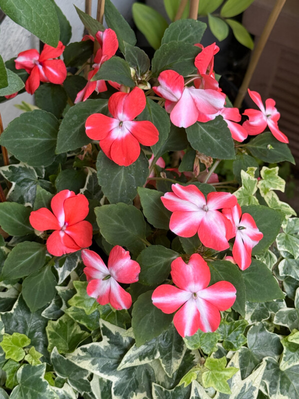 Je retente la culture d’une impatience (Impatiens walleriana) sur mon balcon parisien
