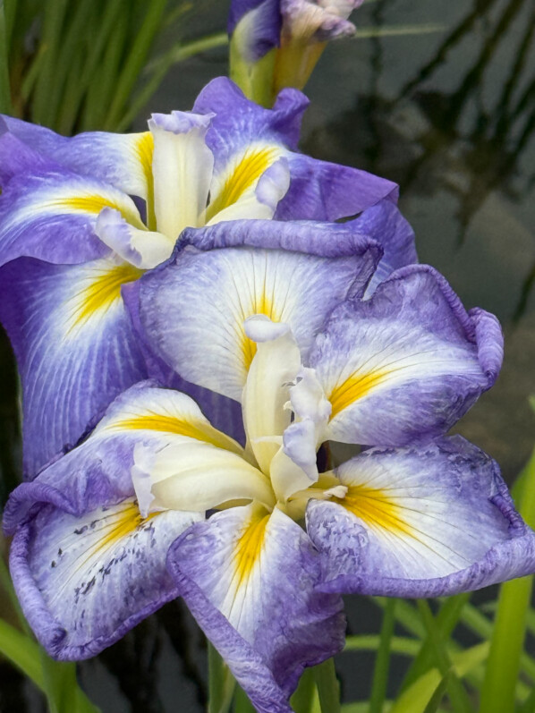 Iris ensata 'Ocean Mist', Parc de Bagatelle, Paris 16e (75)