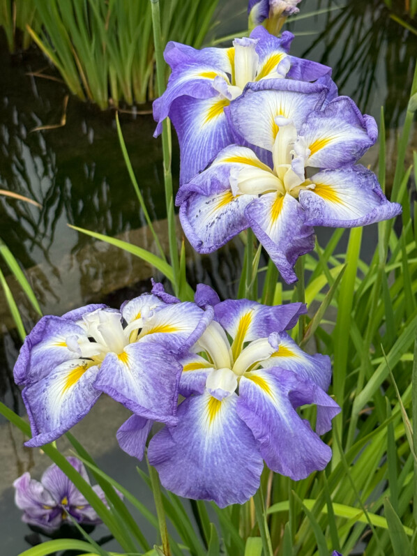 Iris ensata 'Ocean Mist', Parc de Bagatelle, Paris 16e (75)