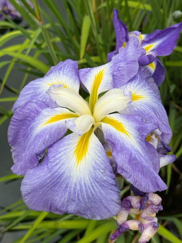 Iris ensata ‘Ocean Mist’ (Parc de Bagatelle, Paris 16e)