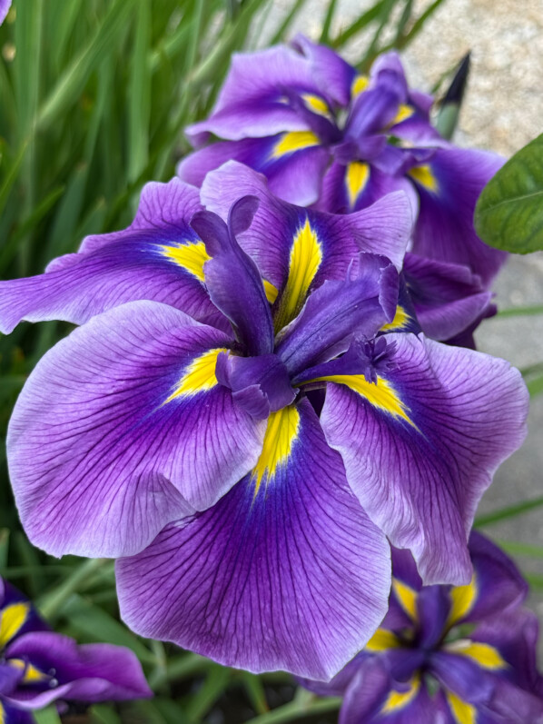 Iris ensata 'Oriental Eyes', Parc de Bagatelle, Jardin botanique de Paris, Paris 16e (75)