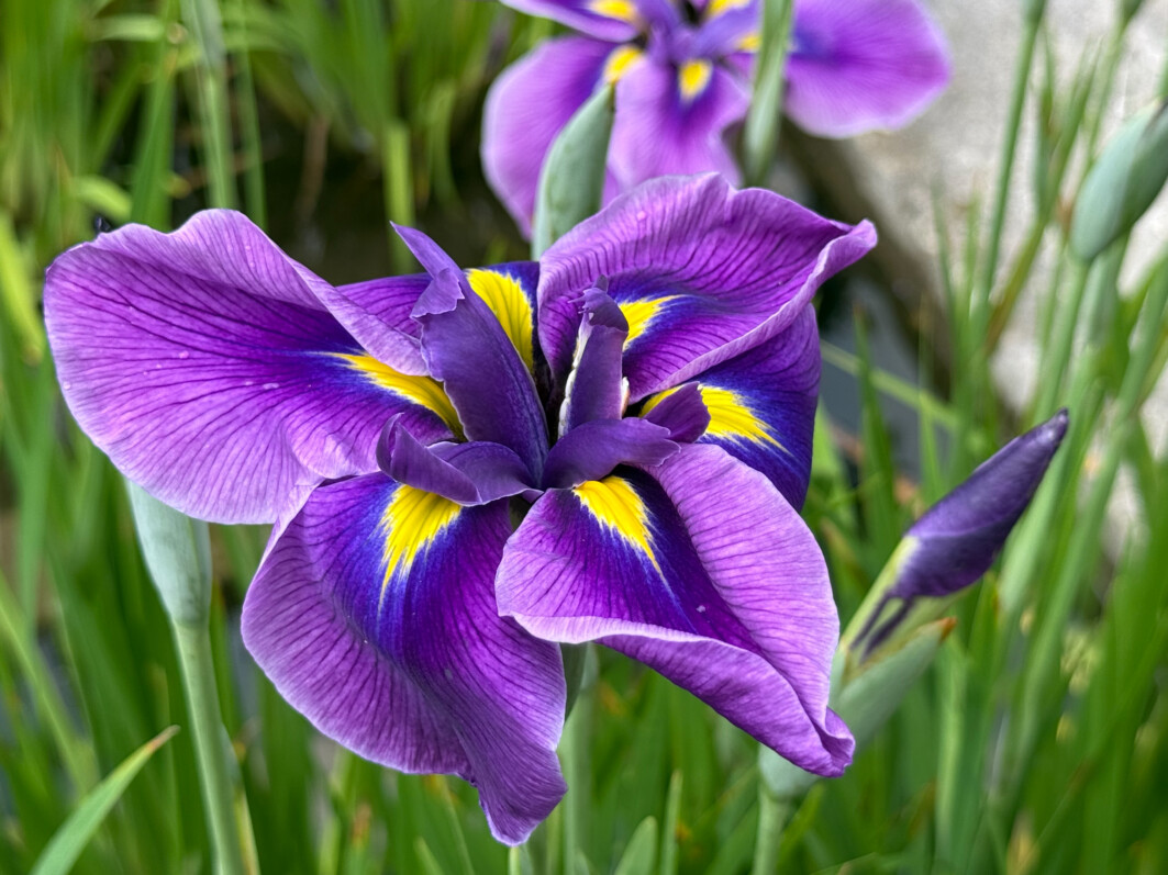 Iris ensata ‘Oriental Eyes’