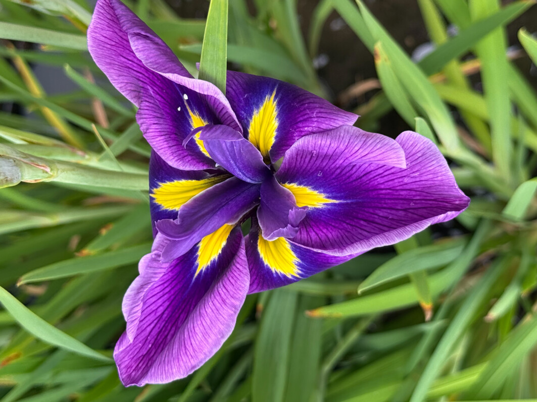 Iris ensata 'Oriental Eyes', Parc de Bagatelle, Jardin botanique de Paris, Paris 16e (75)