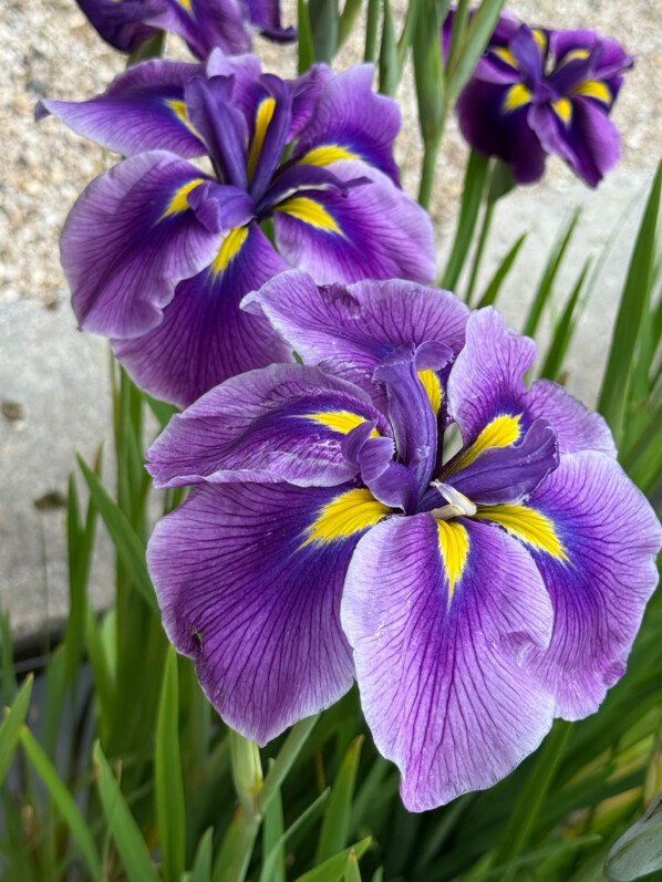 Iris ensata 'Oriental Eyes', Parc de Bagatelle, Jardin botanique de Paris, Paris 16e (75)