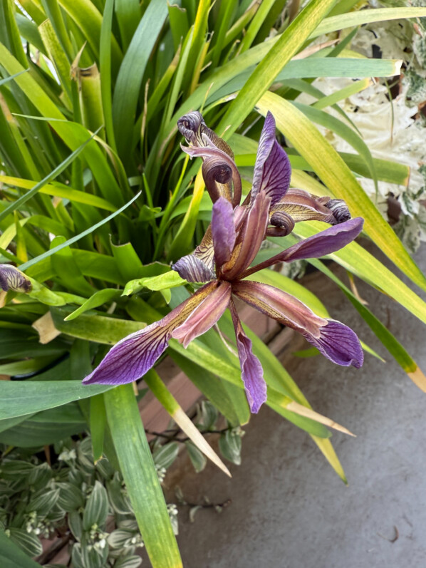 Iris foetidissima ‘Paul’s Gold’ au printemps sur mon balcon parisien, Paris 19e (75)