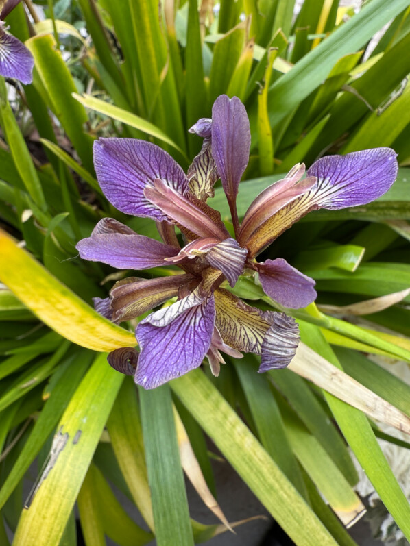 Iris foetidissima ‘Paul’s Gold’ au printemps sur mon balcon parisien, Paris 19e (75)