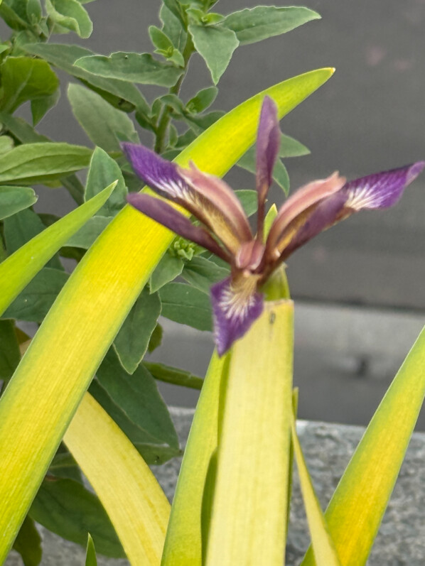Iris foetidissima ‘Paul’s Gold’ au printemps sur mon balcon parisien, Paris 19e (75)