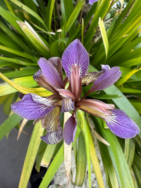 Floraison trop éphémère de l’Iris foetidissima ‘Paul’s Gold’