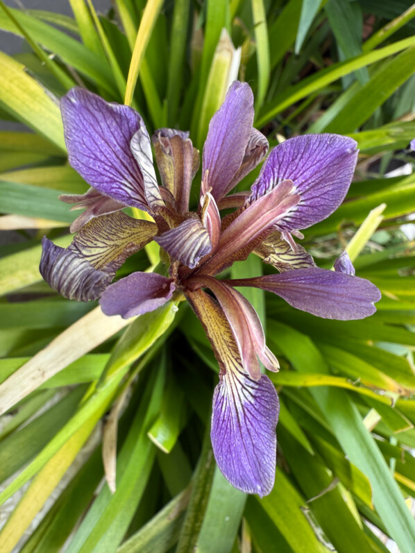 Iris foetidissima ‘Paul’s Gold’ au printemps sur mon balcon parisien, Paris 19e (75)
