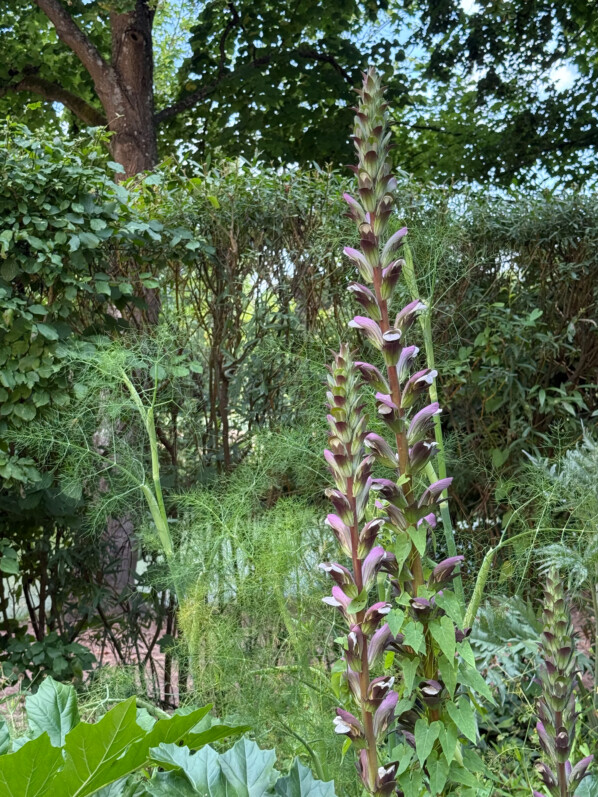 Jardin des 9 carrés, Abbaye de Royaumont (95)