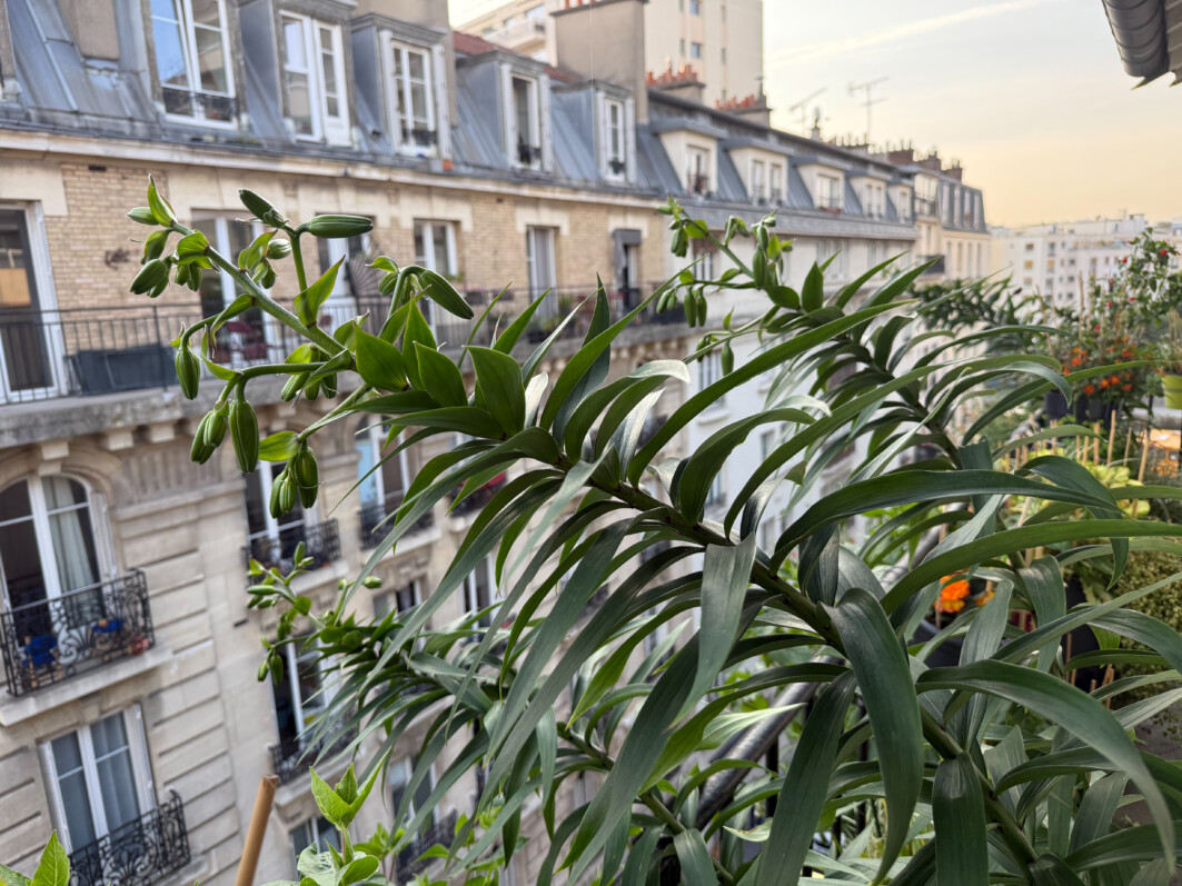 Lis 'Mister Cas, Lilium, au printemps sur mon balcon parisien, Paris 19e (75)