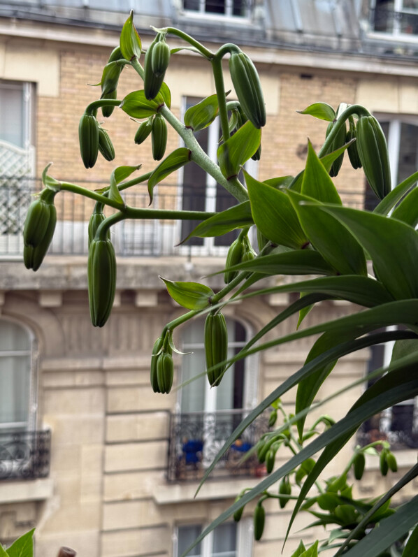Lis 'Mister Cas, Lilium, au printemps sur mon balcon parisien, Paris 19e (75)