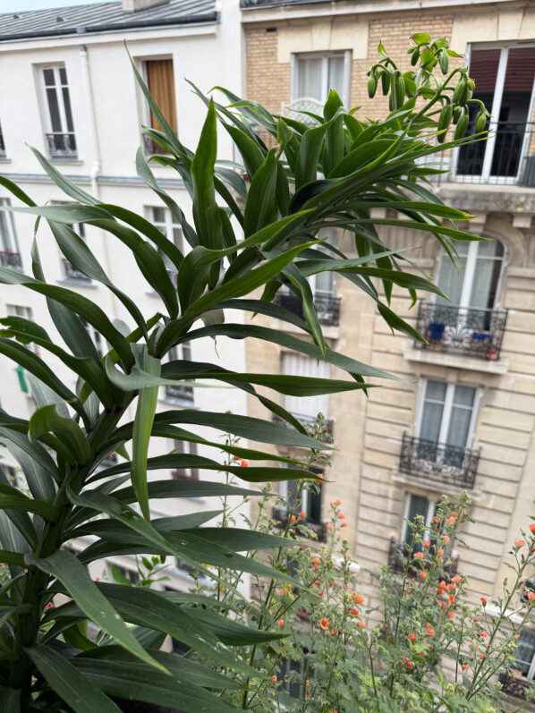 Lis 'Mister Cas, Lilium, au printemps sur mon balcon parisien, Paris 19e (75)