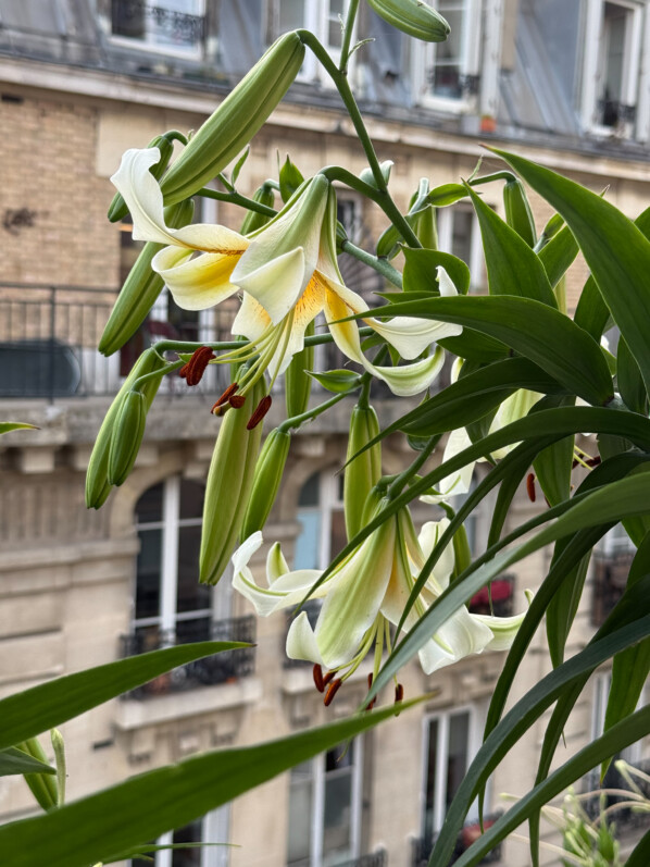 Les premières fleurs de mes lis ‘Mister Cas’