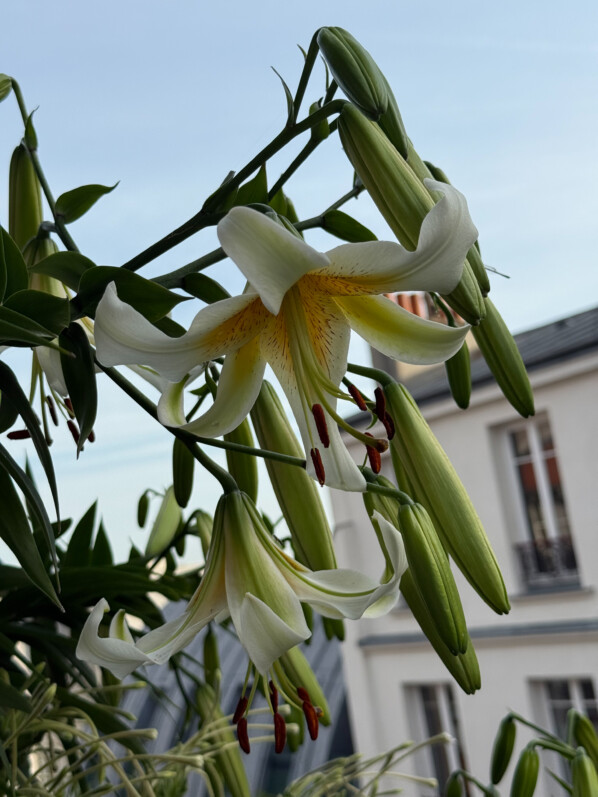Fleurs des lis 'Mister Cas' en été sur mon balcon parisien, Paris 19e (75)