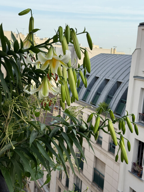 Fleurs des lis 'Mister Cas' en été sur mon balcon parisien, Paris 19e (75)