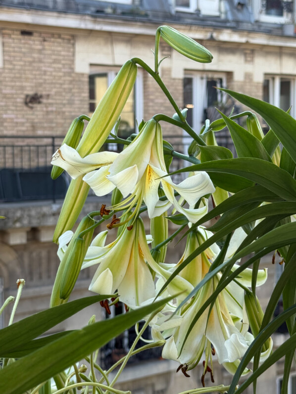 Lis 'Mister Cas' en été sur mon balcon parisien, Paris 19e (75)