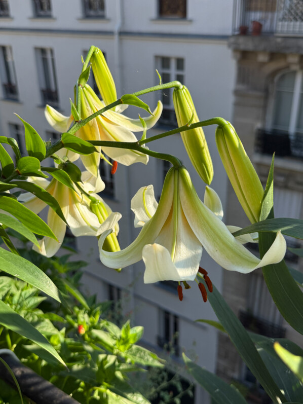 Lis 'Mister Cas' en été sur mon balcon parisien, Paris 19e (75)