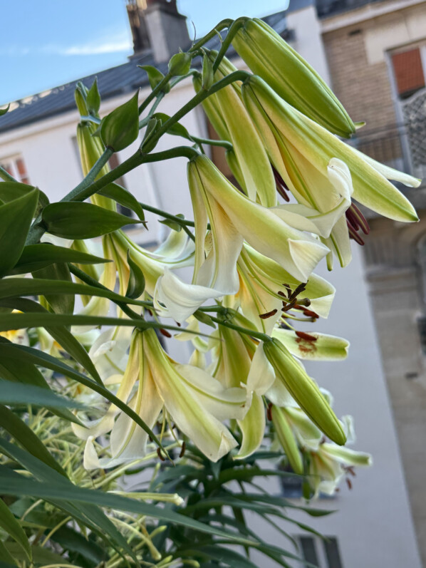 Lis 'Mister Cas' en été sur mon balcon parisien, Paris 19e (75)