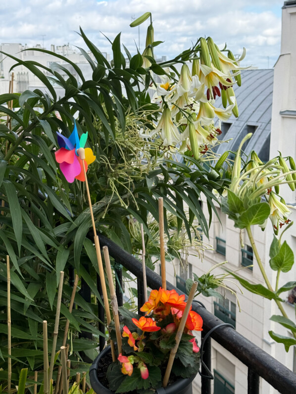 Lis 'Mister Cas' en été sur mon balcon parisien, Paris 19e (75)