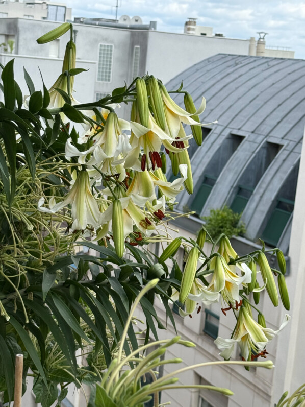Lis 'Mister Cas' en été sur mon balcon parisien, Paris 19e (75)