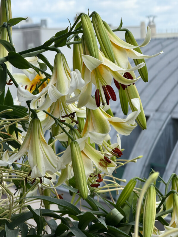 Les bouquets de fleurs de mes lis ‘Mister Cas’