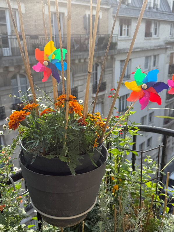 Potée fleurie avec des petits moulins à vent en été sur mon balcon parisien, Paris 19e (75)