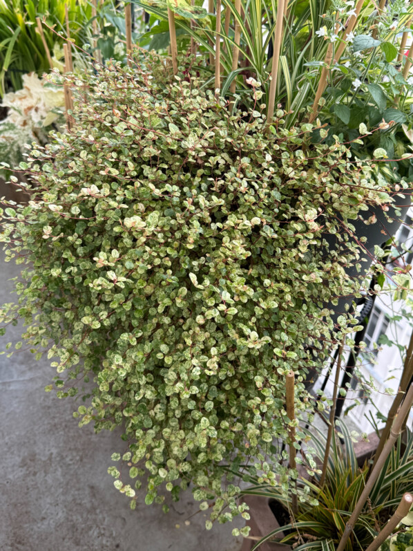 Superbe cascade de Muehlenbeckia complexa ‘Tricolor’