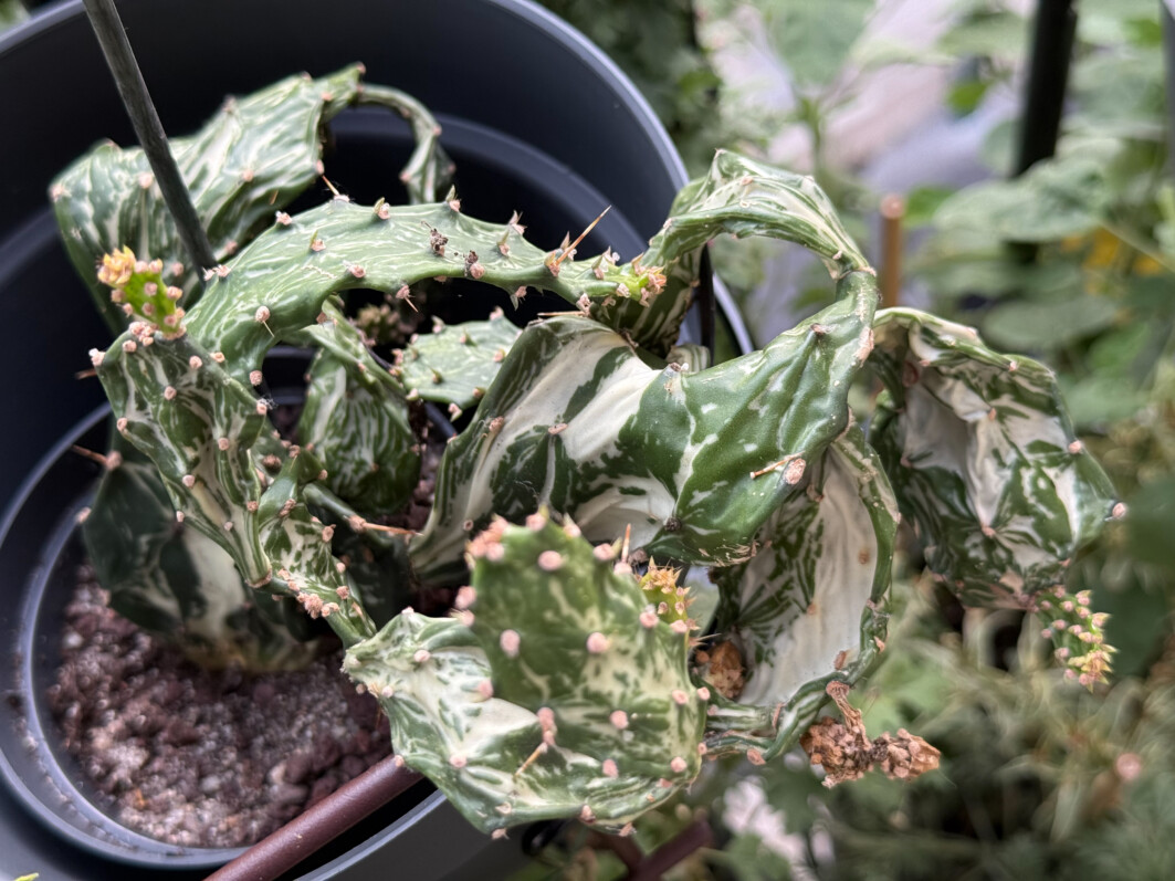 Opuntia jamaicensis 'Variegata Ghost' en été sur mon balcon parisien, Paris 19e (75)