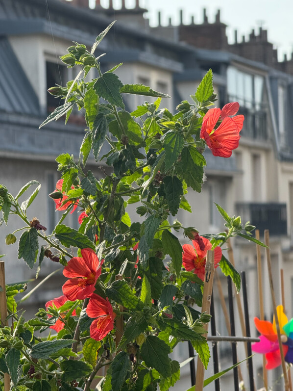 Pavonia 'Flamboyant' en été sur mon balcon parisien, Paris 19e (75)