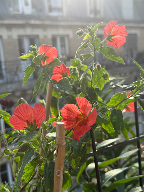 Pavonia 'Flamboyant' en été sur mon balcon parisien, Paris 19e (75)