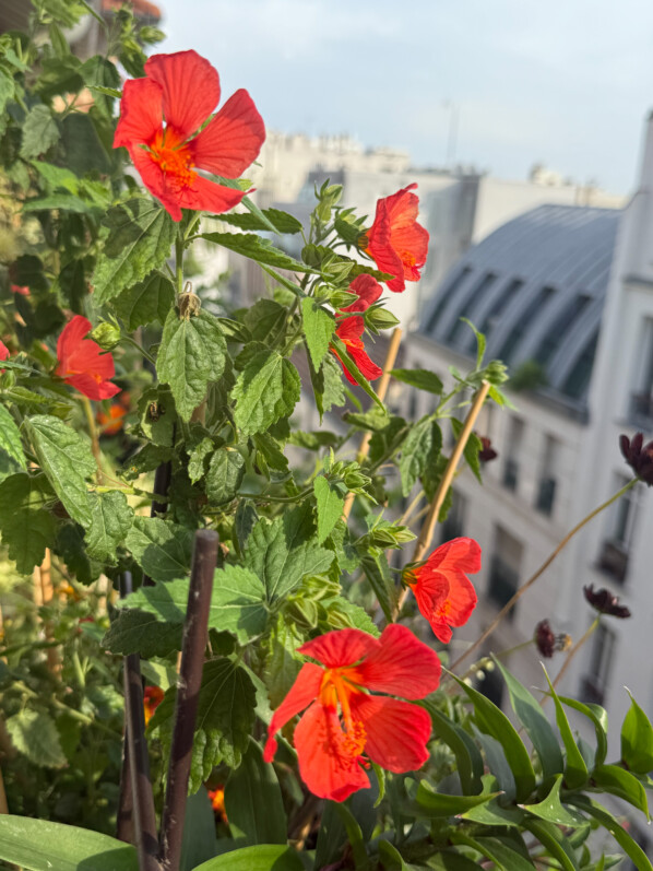 Plein de fleurs pour mon Pavonia ‘Flamboyant’