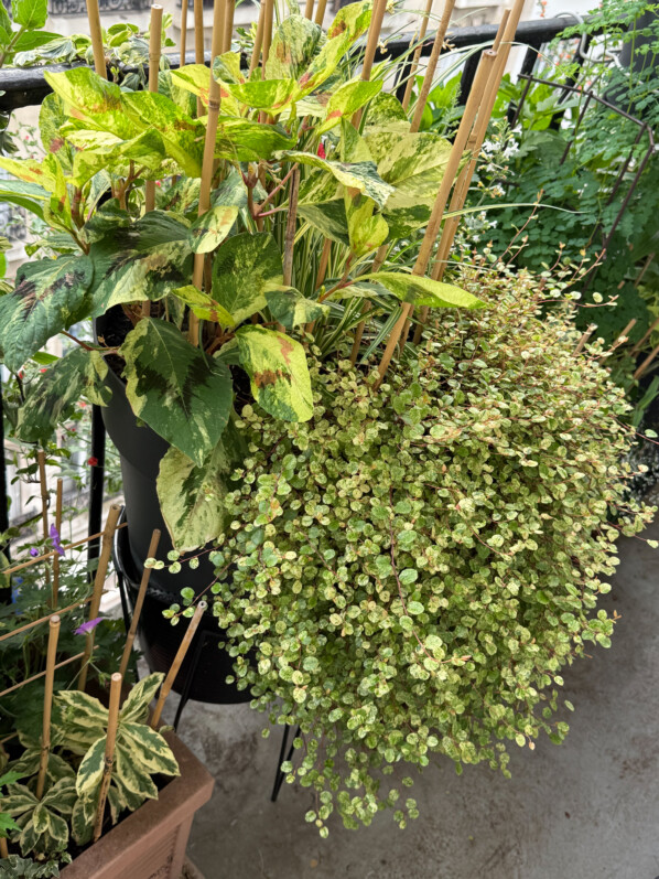 Persicaire, chlorophytum et muehlenbeckia, une belle harmonie de feuillages panachés de crème