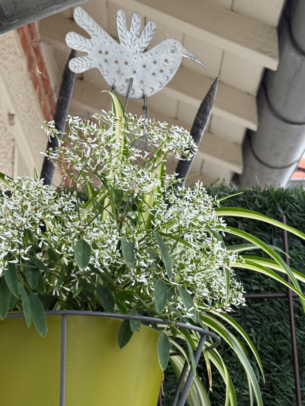 Accord vert et blanc pour cette potée d’euphorbe et de chlorophytum