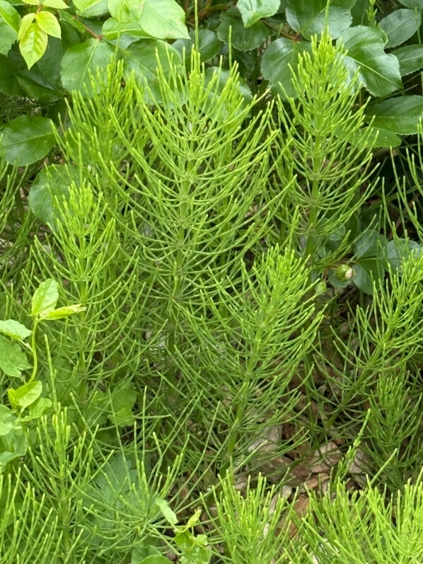 Prêle, adventice, plante sauvage, École Du Breuil, Paris 12e (75)
